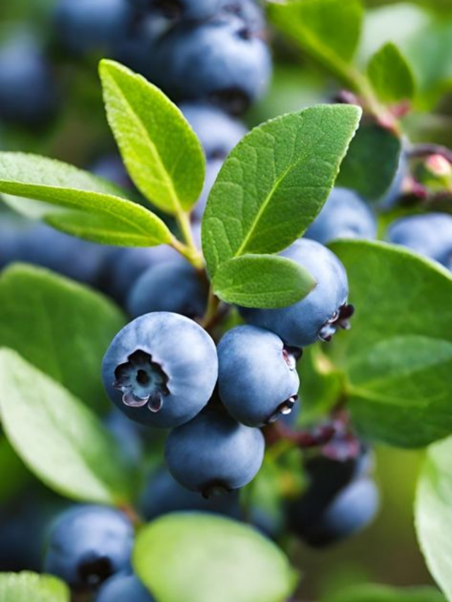 An Expert Explains How to Wash Blueberries to Remove Dirt and Pesticides