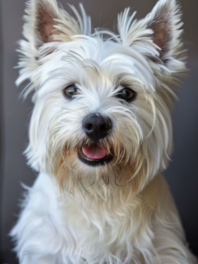 13 Tiny Dog Breeds That Are Basically Walking Teddy Bears