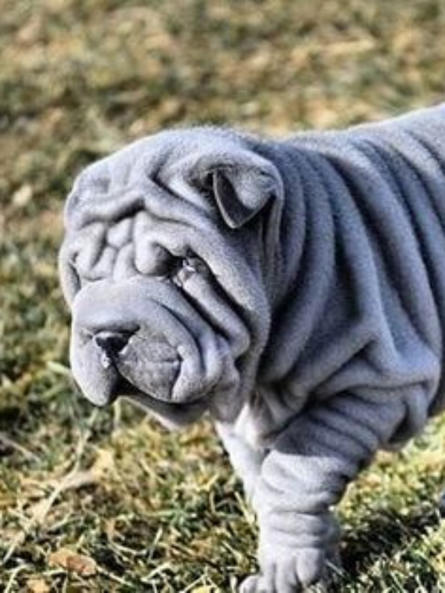 15 Amazing Facts About the Chinese Shar Pei