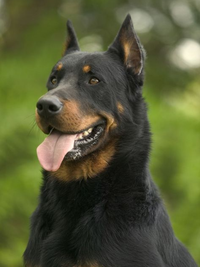 10 Dog Breeds That Form Stronger Bonds with Humans Than Other Dogs