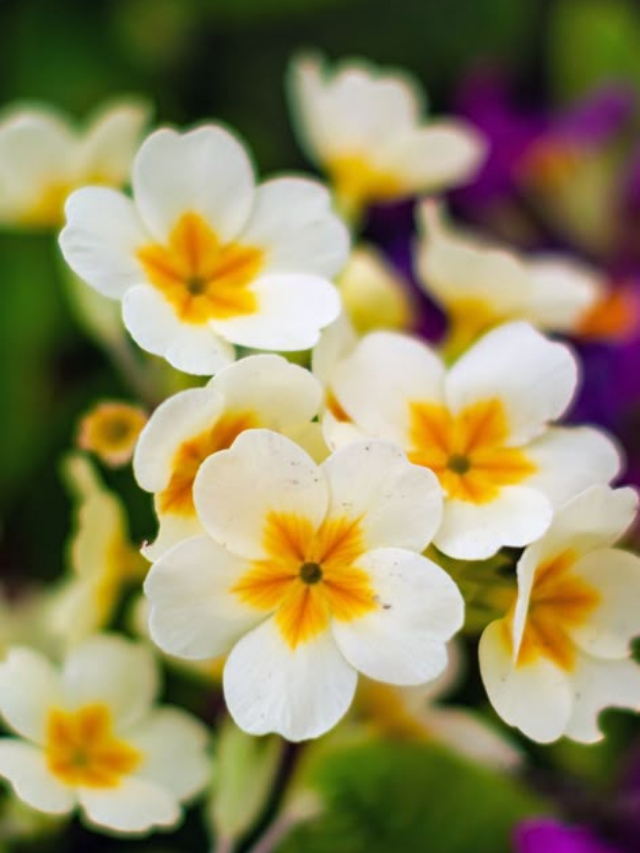 7 Long Flowering Perennials for a Garden That Never Stops Blooming