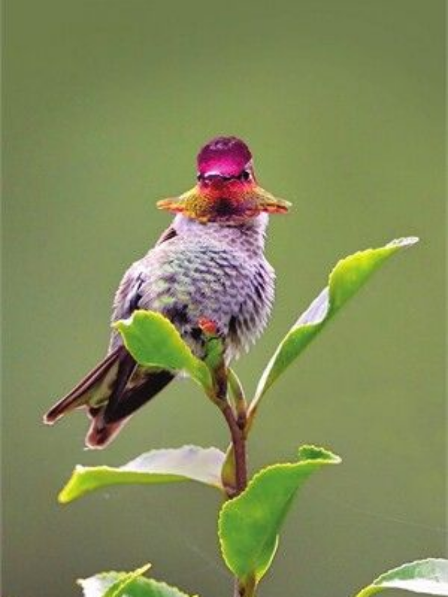 8 Gorgeous Hummingbirds You’ll Only See in the United States