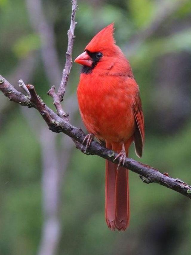 Cardinals Have a Special Meaning. Here's What Experts Say About Their Symbolism