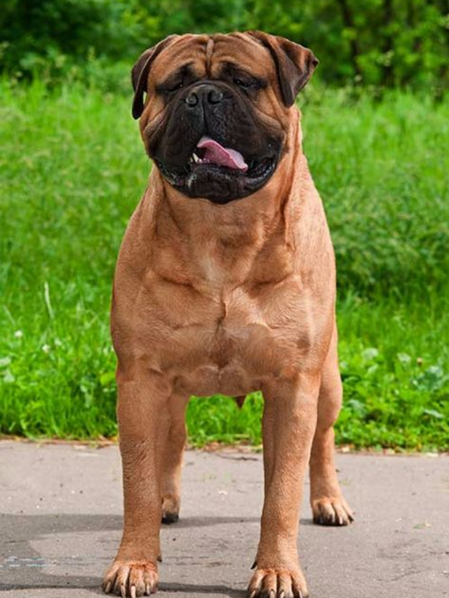 12 Loyal Dog Breeds That Bond With Humans Like True Pack Members