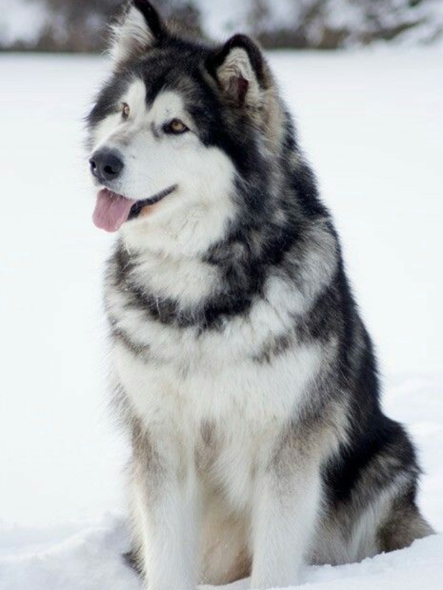 9 Wolf-Like Dogs That Make Surprisingly Loyal Pets