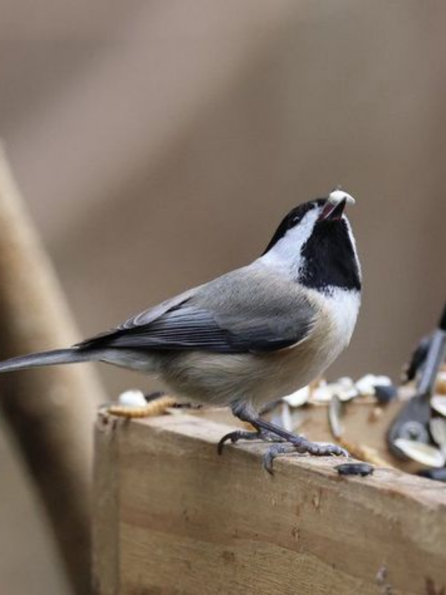 Which Birds Eat Safflower Seeds From Feeders?