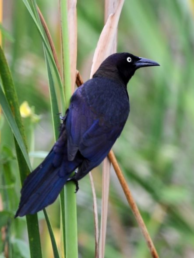 How to Get Rid of Blackbirds and Grackles at Feeders