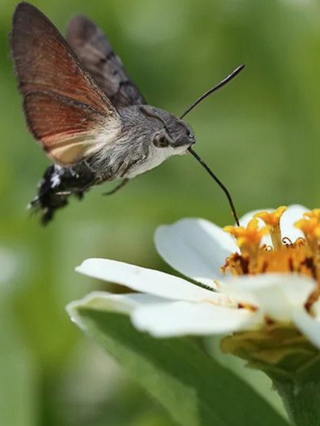 20 Interesting Facts About Hummingbird Moths