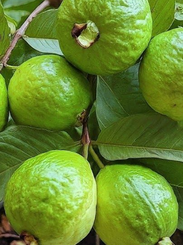 Discover the Many Benefits of Eating Guava