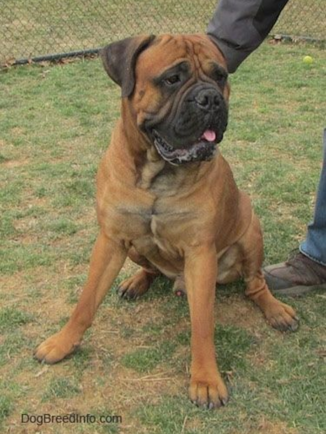 Fearless Dog Breeds That Won’t Back Down