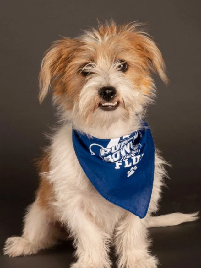 Puppy Bowl 2025: Rocky, Smoosh, and Mr. Pickles Shine