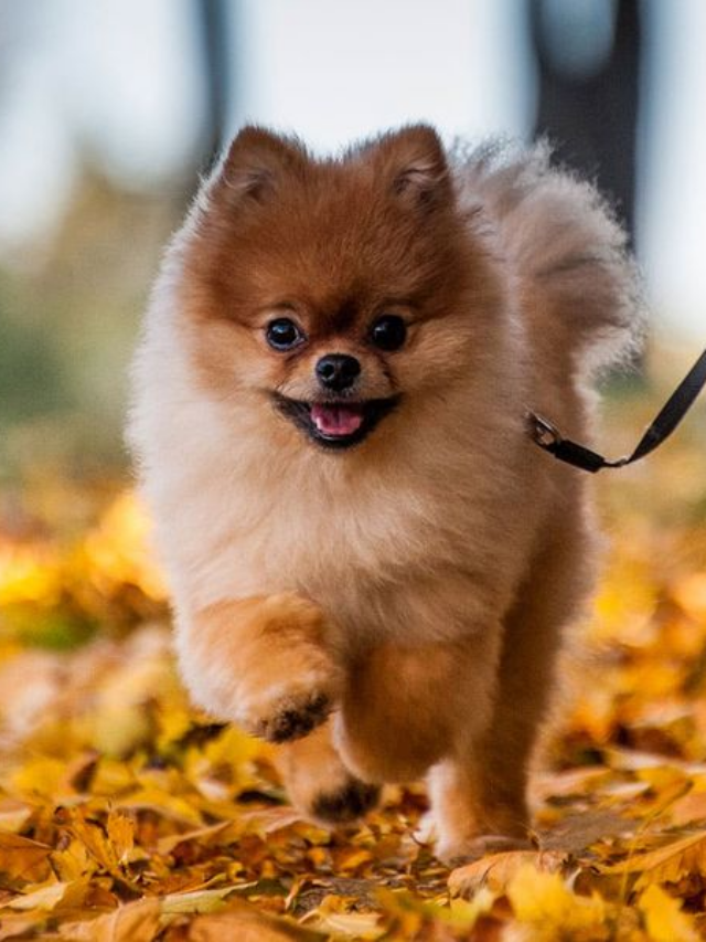 Meet the Most Popular Medium-Size Dog Breed in America and the Top 7