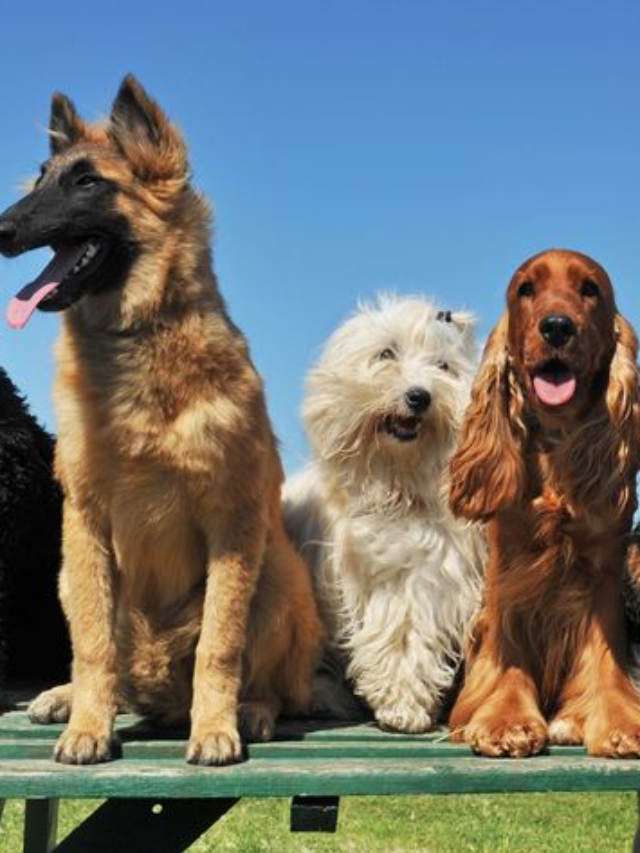 10 Dog Breeds That Run Away vs. 10 That Stay Home