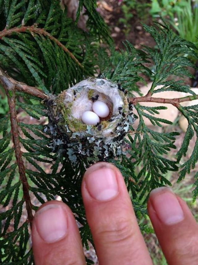 What To Do If You Find A Hummingbird's Nest In Your Yard