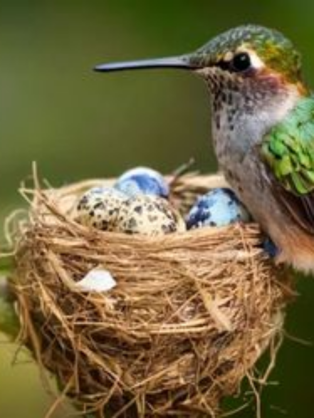 How To Help Protect Hummingbirds During Nesting Season