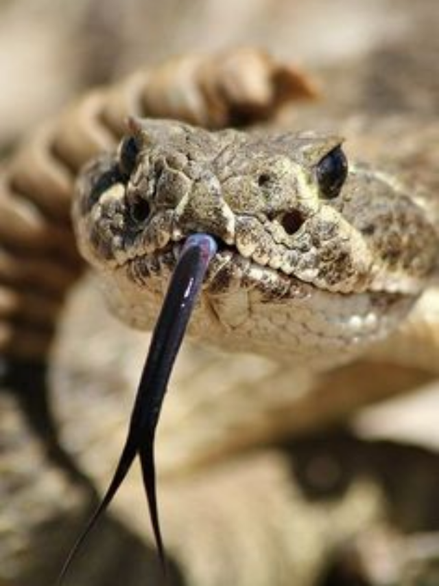 The Most Dangerous Snakes in North America: What You Need to Know