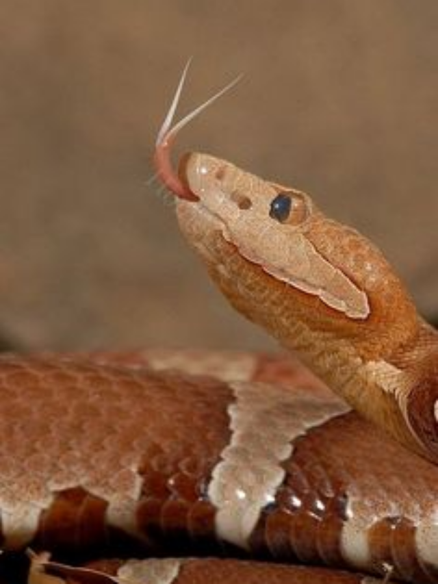 7 Warning Signs Of Snakes In Your Yard