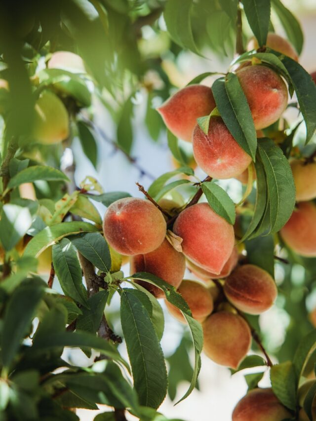 7 Steps to Growing Your Own Organic Peach Tree in Your Backyard