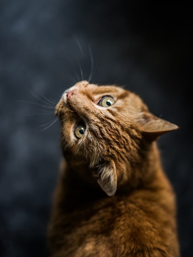 selective focus and low-angle photography of orange tabby cat