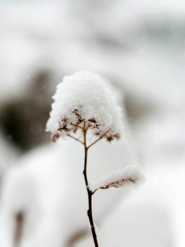 closeup photo of flower covered in snow