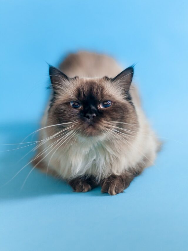 white and black long fur cat