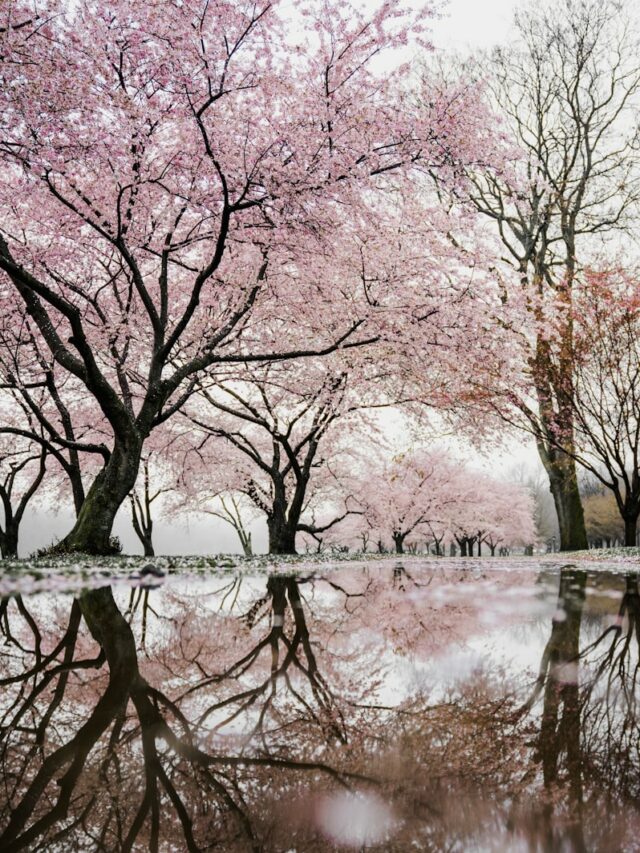 cherry blossom trees near river