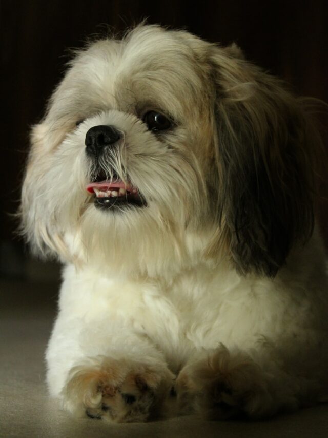 white and brown shih tzu