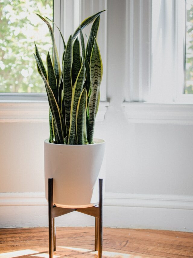 green snake plant on white ceramic pot