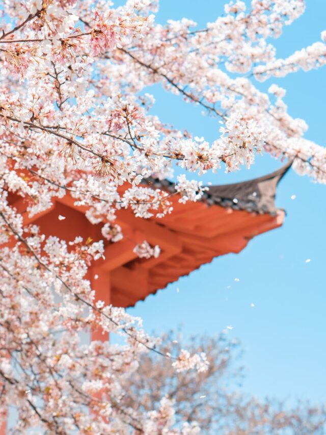 brown tree with white flowers during daytime