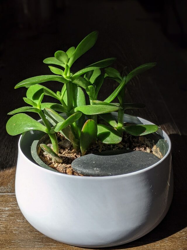 How to Prune a Jade Plant: 7 Tips to Keep Your Succulent Looking Its Best