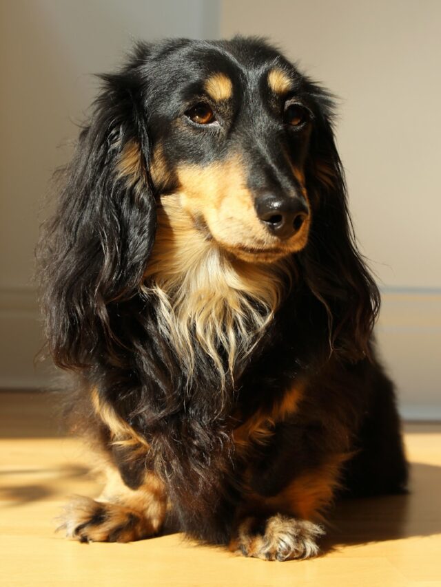 black and brown long coated dog