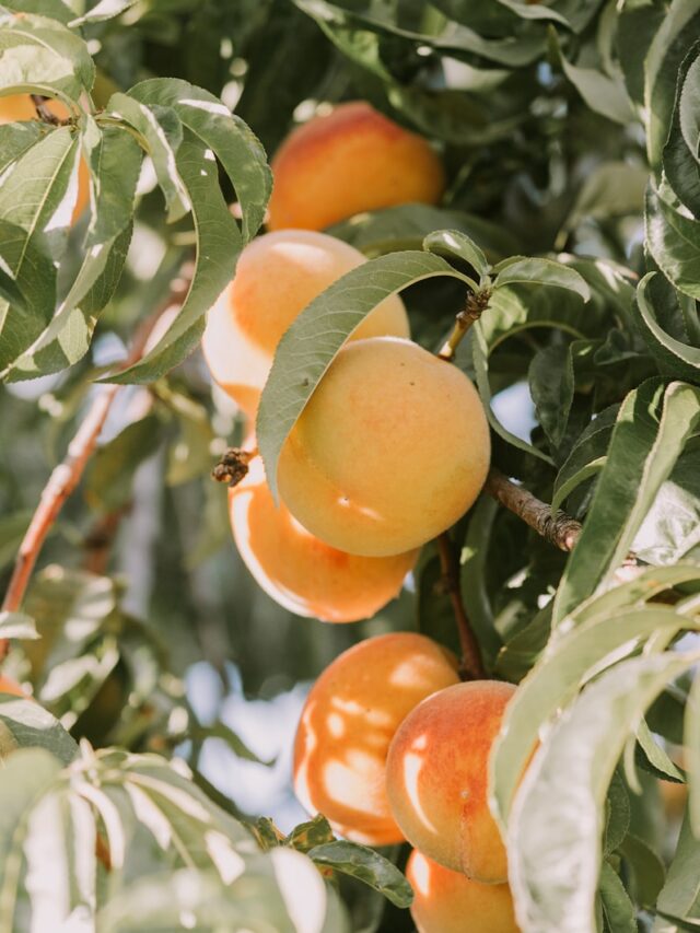 How To Grow An Apricot Tree From Seed
