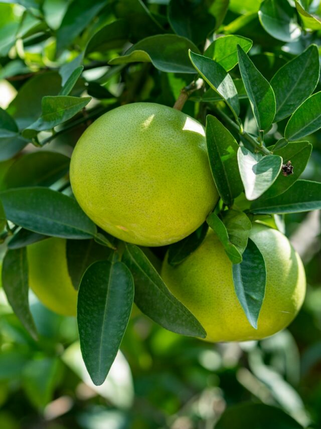 What is a Pomelo Fruit?