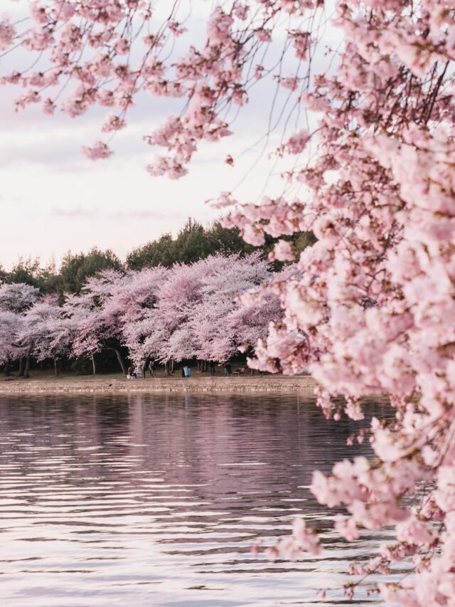 body of water beside cherry blossom trees