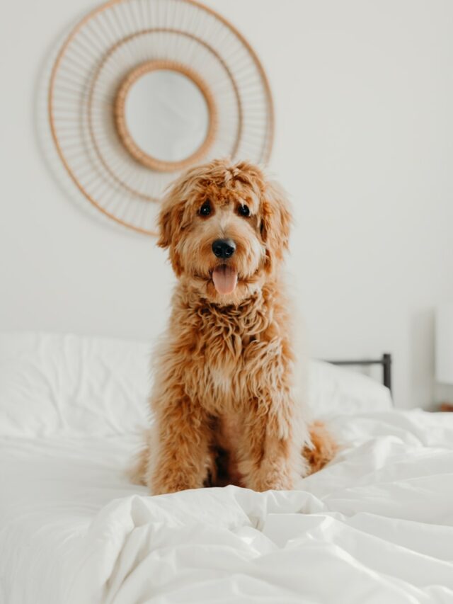 long-coated brown dog