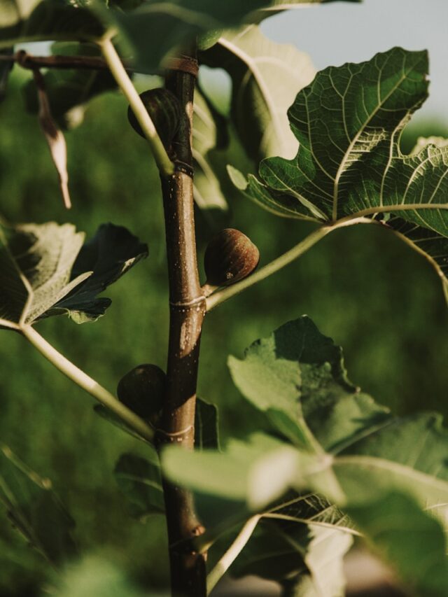 Growing Figs in Your Own Backyard Is Easier Than You Think – Here’s How to Do It