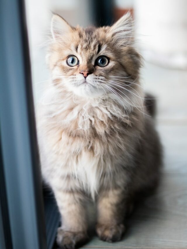 grey and brown tabby cat