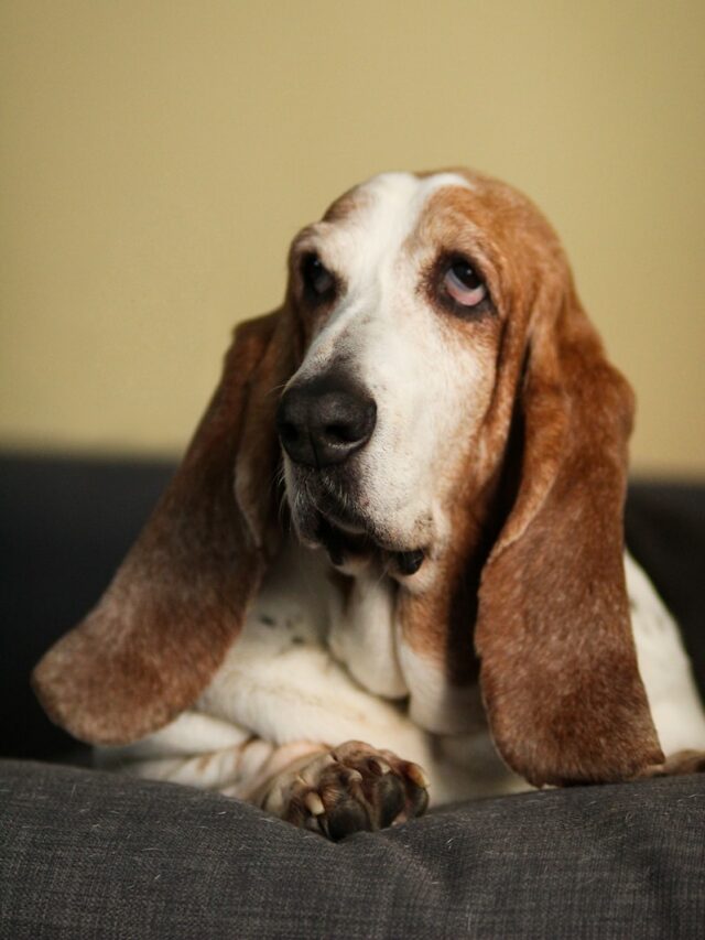 bassethound lying on sofa