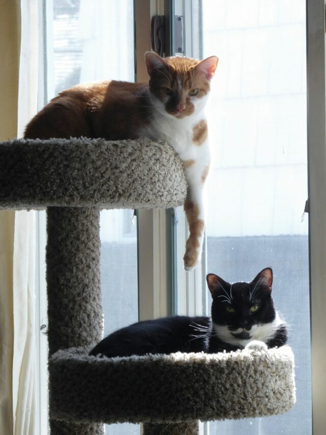 8 Things No One Tells You About Indoor Cats