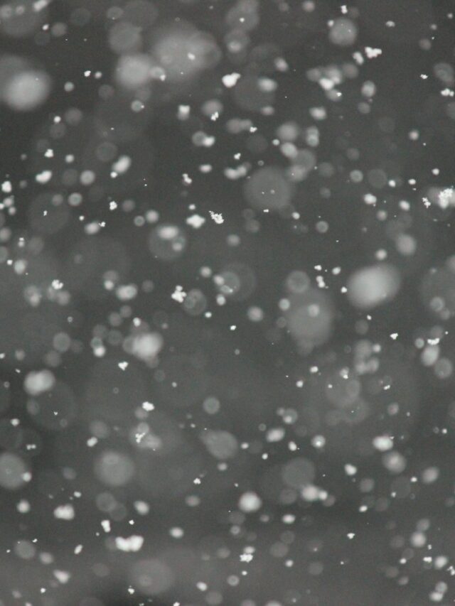 bokeh photography of snows