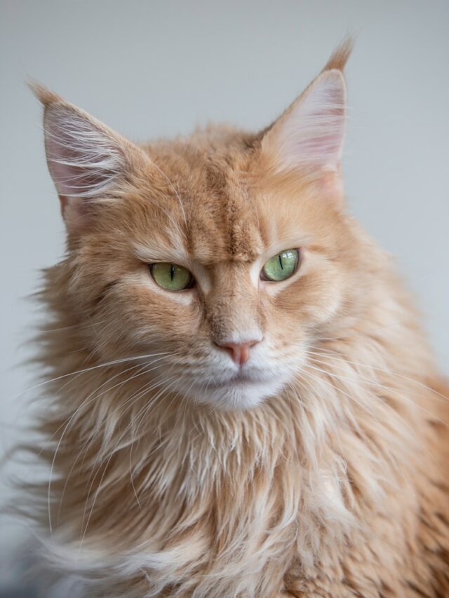 shallow focus photo of orange cat