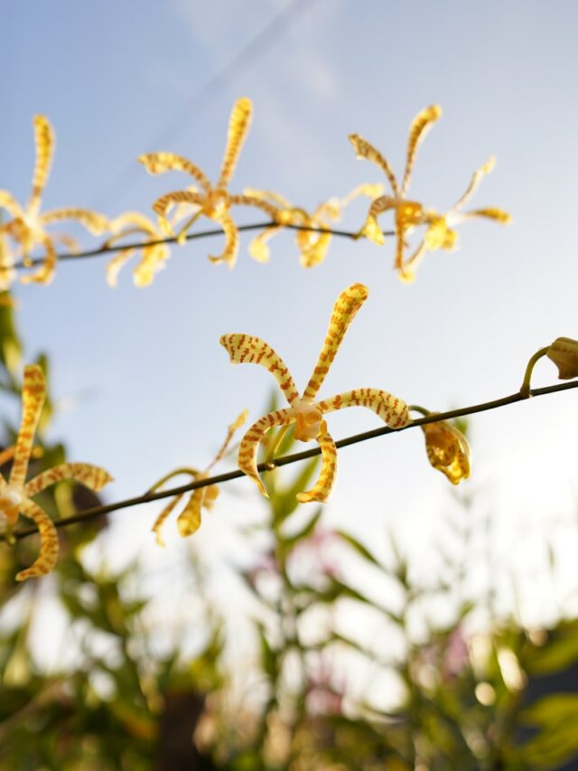 A close up of a yellow flower on a wire