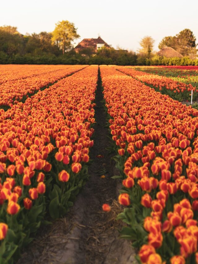 red and yellow tulips field during daytime