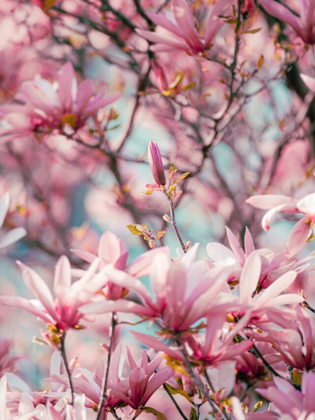 a bunch of pink flowers that are on a tree