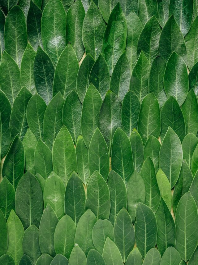 red plant leaves