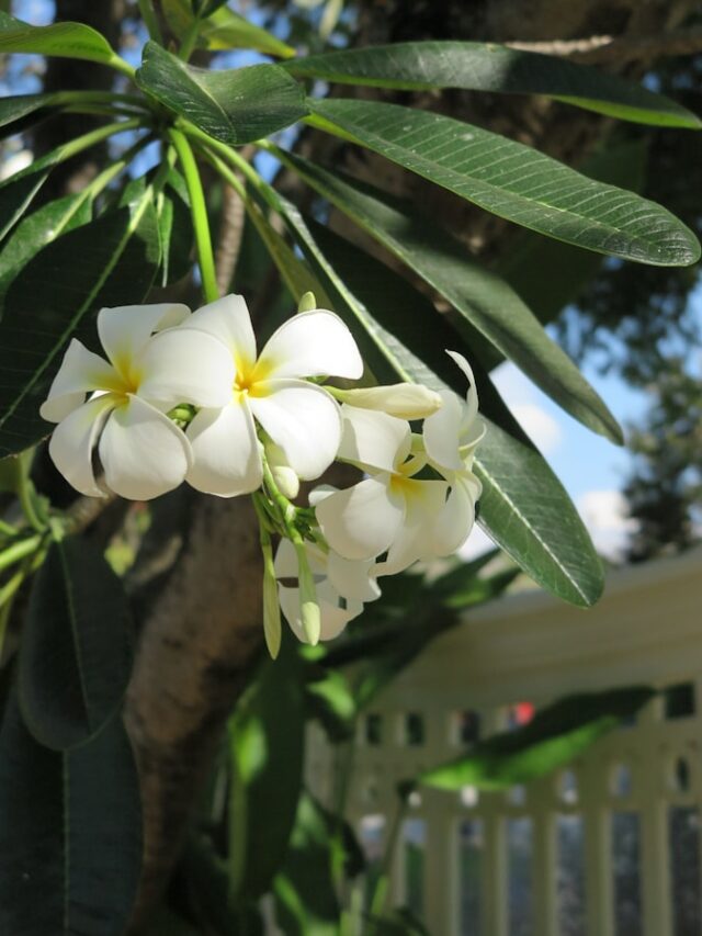 How to Grow Plumeria Flowers Indoors or Outside