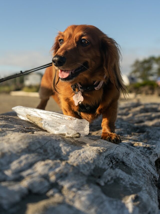 a dog standing on a rock